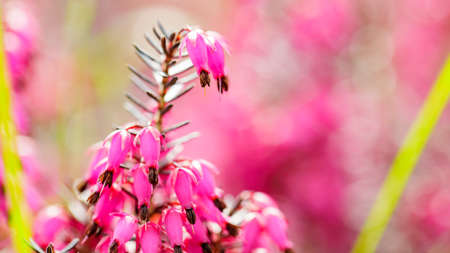 Blooming erica carnea on a blurred background. Pink erica carnea on the field. copy spaceの写真素材