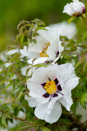 Blooming white peonies. Close-up of white peonies flowers on a blurred backgroundの写真素材