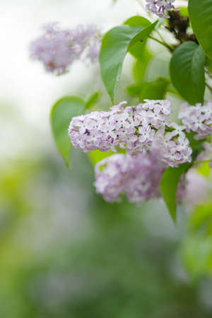 Branch with blooming lilac flowers. Spring lilacs flowers on a blurred background. nature background. copy spaceの写真素材