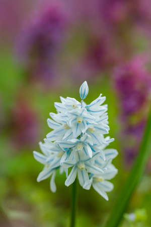 White-blue spring flowers. Beautiful blue flowers on a blurred background. spring natural concept