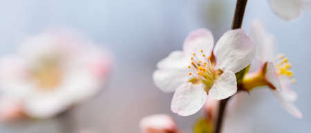 Cherry blossom petals close-up. Cherry flowers on a blurred background