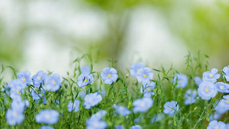 Blue flax flowers on a blurred background. Blooming field. copy spaceの写真素材