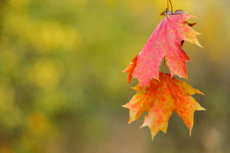 Red orange maple leaves on blurred background. Autumn background with colorful maple leaves. copy...