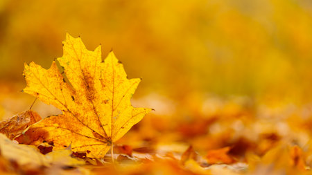 Yellow maple leaves lie on the ground, close up. Autumn background with fallen maple leaves. copy...