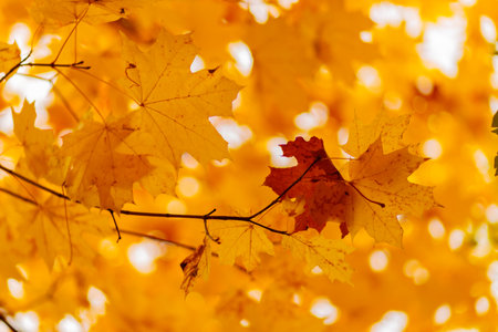 Yellow maple leaves on the branches. Autumn nature background with maple tree leaves. copy space