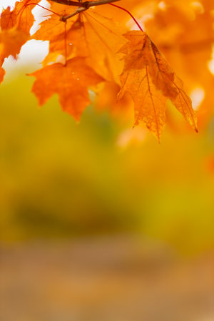 Yellow maple leaves on the branches. Autumn nature background with maple tree leaves. copy space