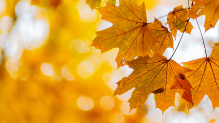 Golden autumn leaves, close up. autumn leaves background