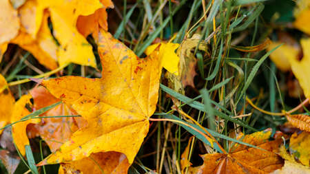 Yellow maple leaves lie on the ground, close up. Autumn background with fallen maple leaves. copy spaceの写真素材