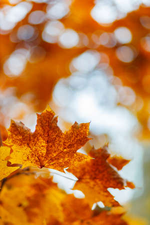 Maple leaves in autumn season. Orange maple leaves on a blurred background