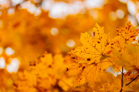 Yellow maple leaves on the branches. Autumn nature background with maple tree leaves. copy space