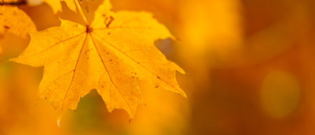 Yellow maple leaves on the branches. Autumn nature background with maple tree leaves. copy spaceの写真素材