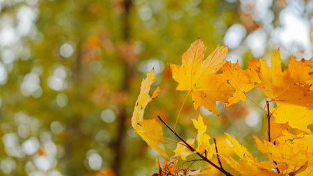 Yellow leaves in autumn park on blurred background. golden autumn time