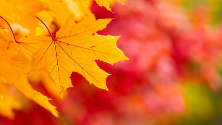 Yellow maple leaves on fall colored background. Tree branch with orange maple leaves on a blurred...