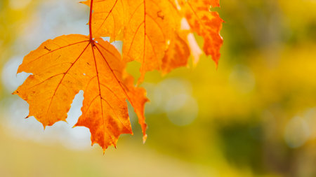 Yellow maple leaves on a blurred background. autumn season. copy space