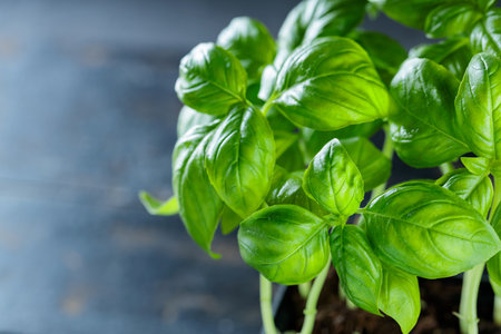 Fresh Green Basil Plant in Pot on Dark Rustic Wooden Background, Top View, Copy Spaceの写真素材