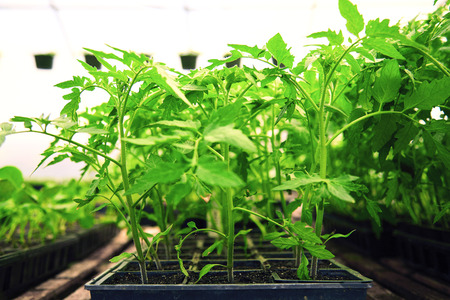 Planting young tomato seedlings in the plastic pots.の写真素材