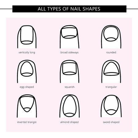 Different nail shapes. Vector illustration. All types of nail shapes.のイラスト素材