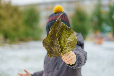 Boy holding a poplar leaf, fallen leaf autumn, the first snowの写真素材