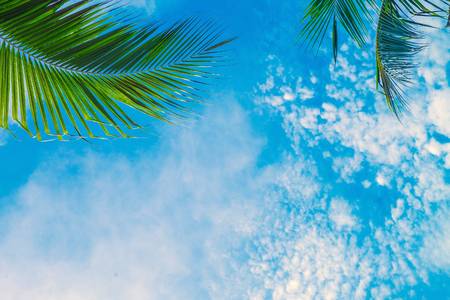 Look up at the sky, palm branchesの写真素材