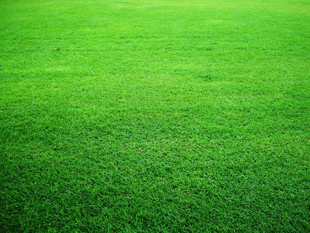 green grass