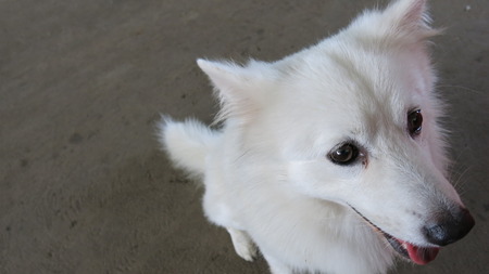 Japanese white dogの写真素材
