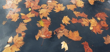 brown maple leaves on the riverの写真素材
