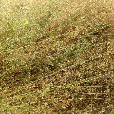 dry grass with rain dropsの写真素材