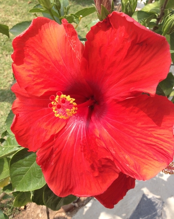 Big red hibiscus flowerの写真素材
