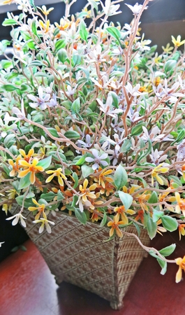 Little color flowers in the potの写真素材