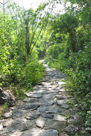 pathway in the gardenの写真素材
