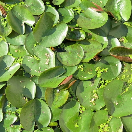 green lotus leavesの写真素材