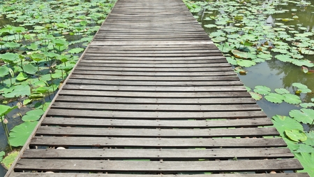 wood bridge in lotus farmの写真素材