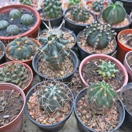 Various kind of cactus in the potの写真素材