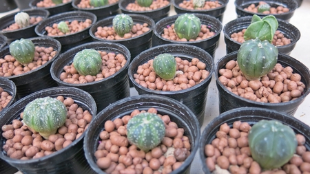 Small green cactus in the gardenの写真素材