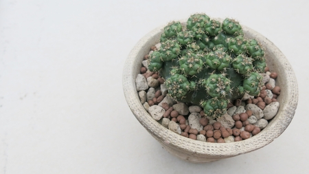 Big green cactus planted in white pot with white backgroundの写真素材