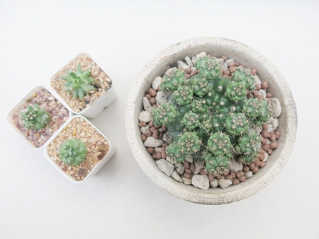 Big green cactus planted in white pot with white background and little blurred cactusの写真素材