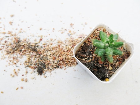little small green cactus in white pot with white background and spill soilの写真素材