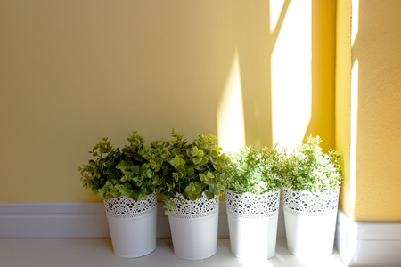 little plants with sunlight on yellow wallの写真素材