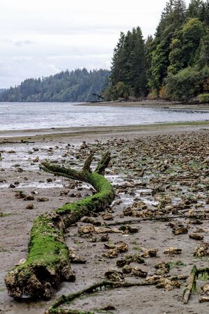Oyster bed at low tide at Hood Canalの写真素材