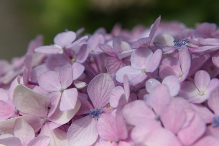 Flowersの写真素材