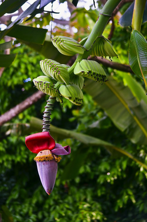 Banana Treeの写真素材