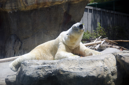 polar bearの写真素材
