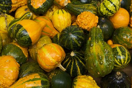 variety of colorful autumn gourds 
