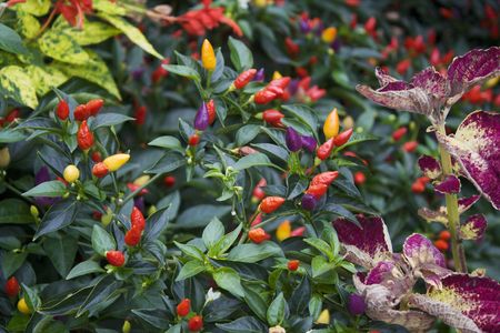 colorful ornamental peppers of red, yellow, purple and orangeの写真素材