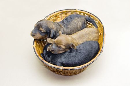 basket with three Dachshund pups on a tan backgroundの写真素材