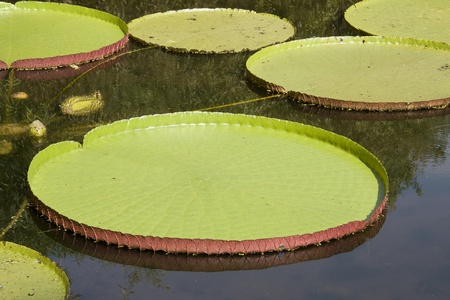 giant leaves of the Victoria waterlily floating on a garden pondの写真素材