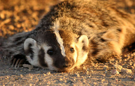 Badger sunning in evening sunの写真素材