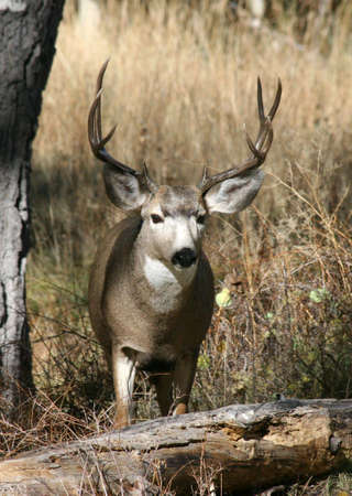 Buck Deerの写真素材