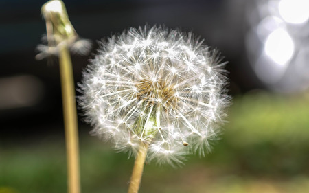 a dandelion macro, ready to blow 
