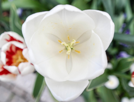 white tulp with stamp in springの写真素材